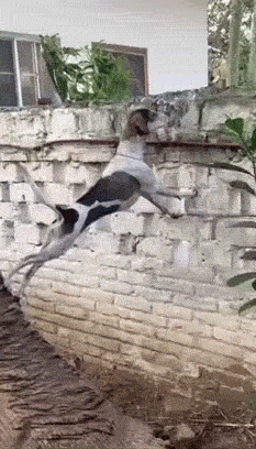 【今日爆笑动态图】算命的手里果然看的是同一本书